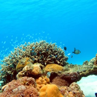 沖縄の透明度の高い海に広がる色鮮やかなサンゴ礁と熱帯魚。海洋環境保全の重要性を示す風景。